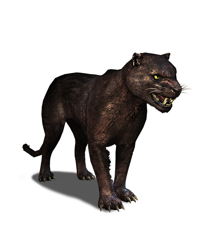 Panther