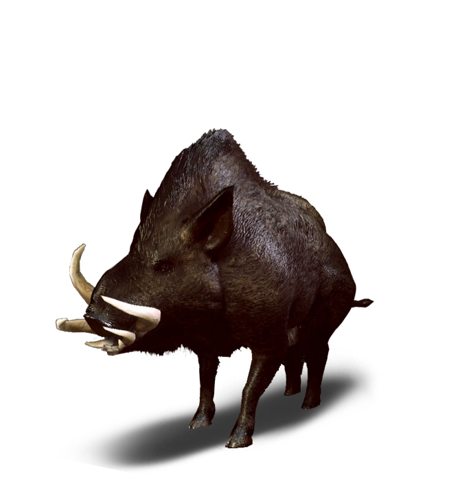 Wild boar