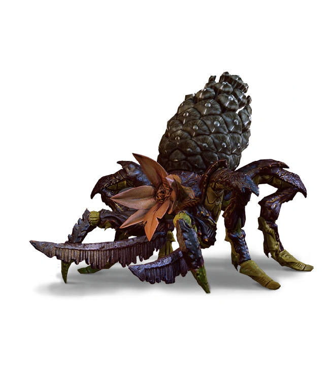 Arachas